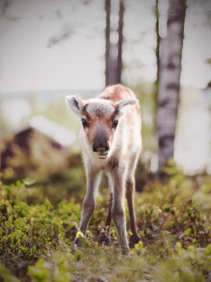 Tervola Beautiful Rural Experience With Reindeer 빌라 외부 사진