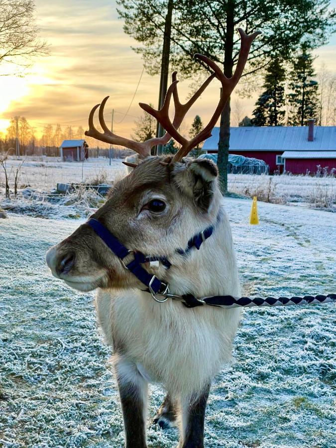 Tervola Beautiful Rural Experience With Reindeer 빌라 외부 사진