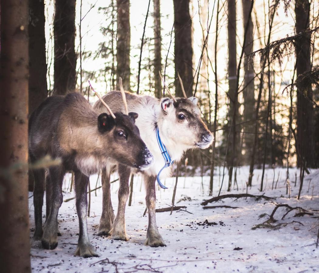 Tervola Beautiful Rural Experience With Reindeer 빌라 외부 사진