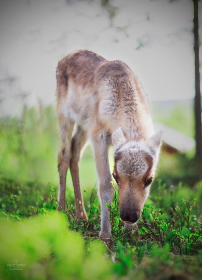 Tervola Beautiful Rural Experience With Reindeer 빌라 외부 사진